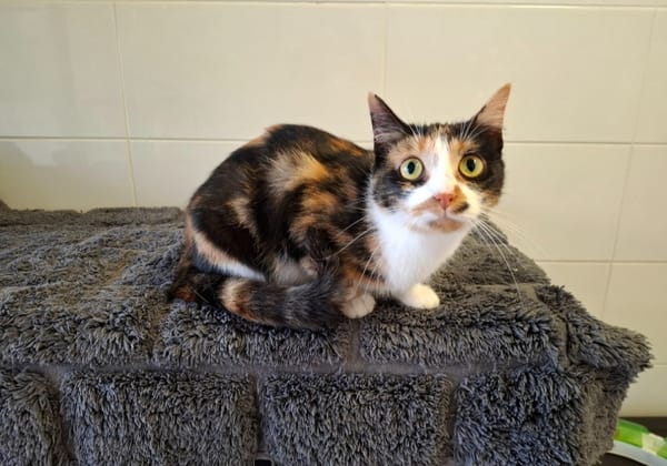 Bella