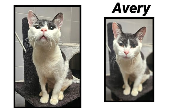 AVERY