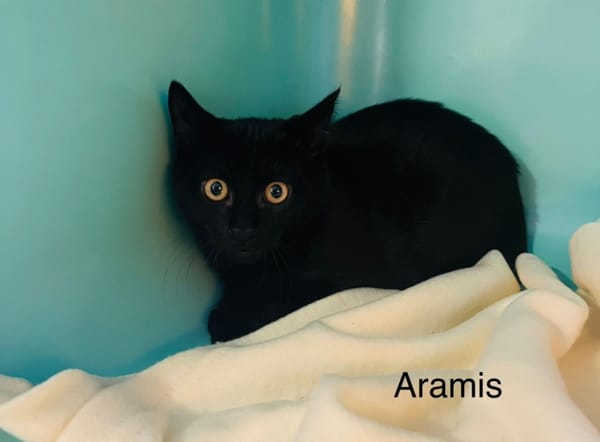 Aramis