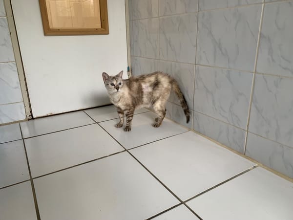 Pocket [FIV+]