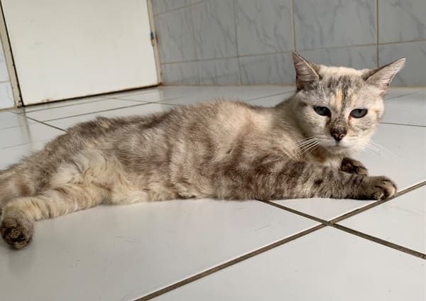 Pocket [FIV+]