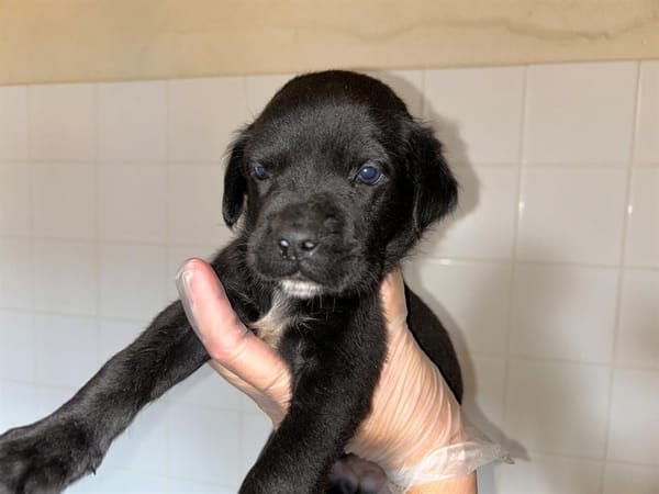 Mowgli