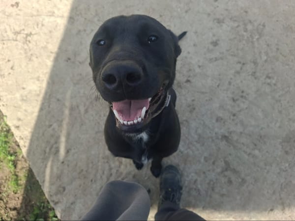 DIEGO