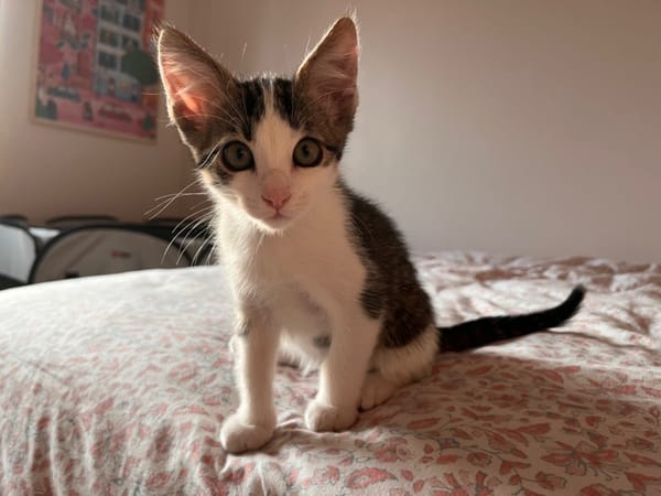 Darcy