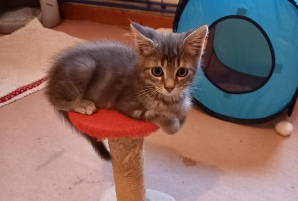BELLA
