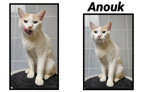 ANOUK(Réservée)
