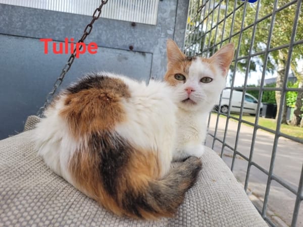 Tulipe
