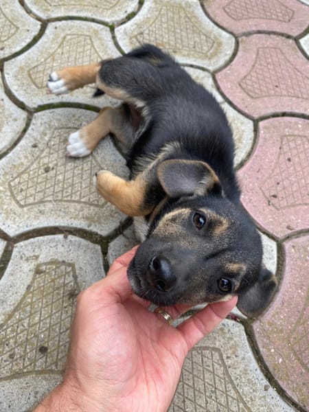 Nova
