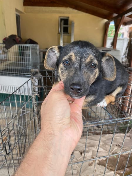 Nova