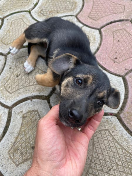 Nova