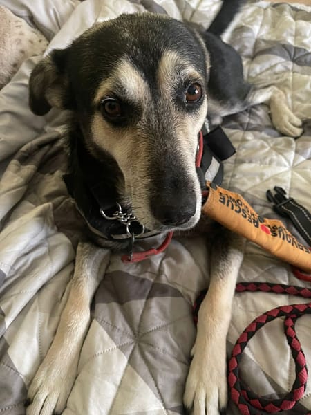Rex