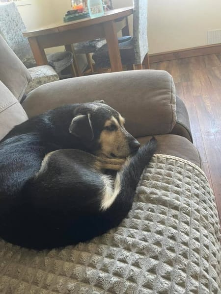 Rex