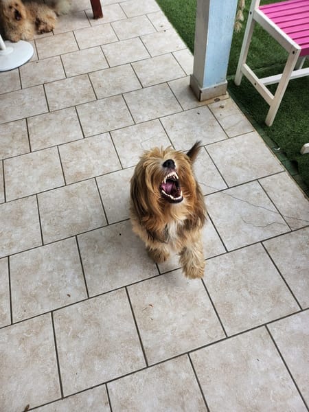 Roxy