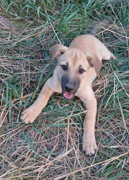 LEO