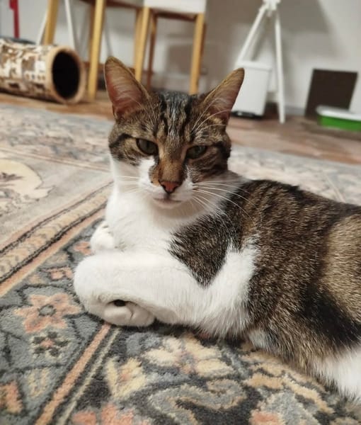 Léo