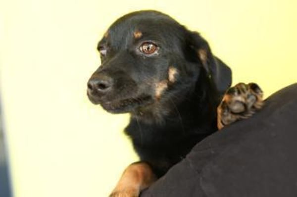 Candy sucht liebevolles zu Hause...