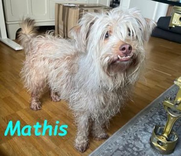 Mathis - anhänglich und aktiv 08/22 DE