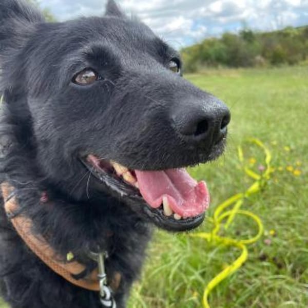 Ruhige MÉRIDA sucht ihr Zuhause ❤