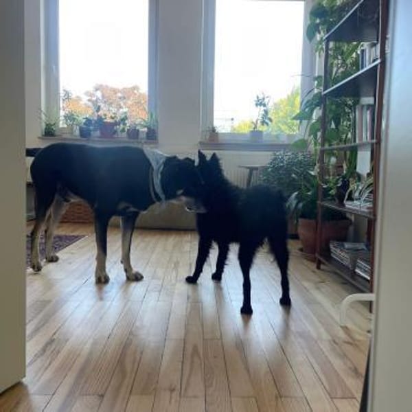 Ruhige MÉRIDA sucht ihr Zuhause ❤