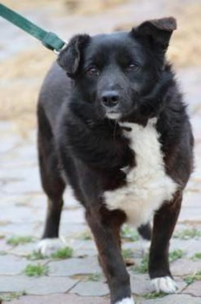 Kiko - aufgeweckt u. freundlich