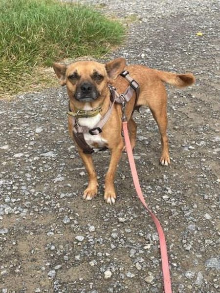 Kleine Nelly sucht Herz & Sofa