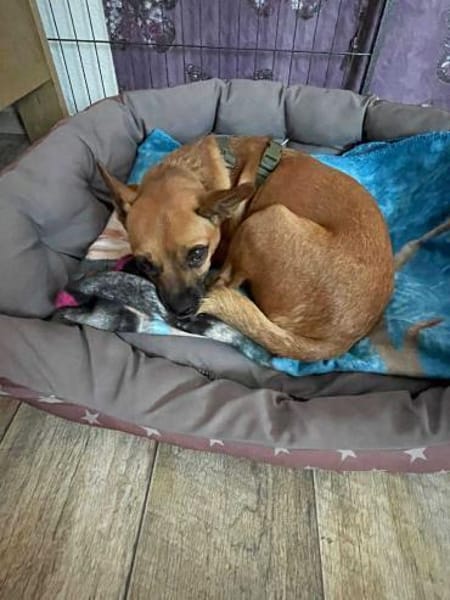Kleine Nelly sucht Herz & Sofa