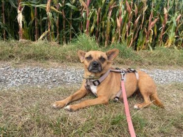 Kleine Nelly sucht Herz & Sofa