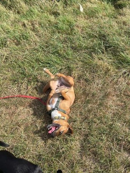 Kleine Nelly sucht Herz & Sofa