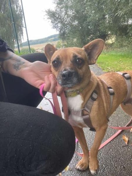 Kleine Nelly sucht Herz & Sofa