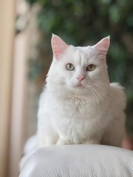 Miila Türkisch Angora Katze sucht!