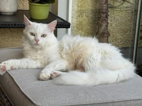 Miila Türkisch Angora Katze sucht!