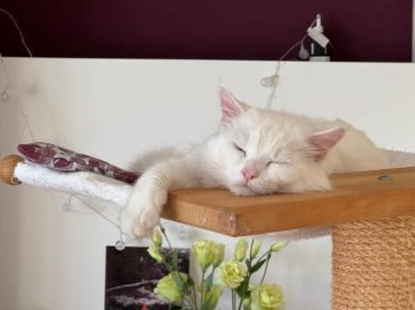 Miila Türkisch Angora Katze sucht!
