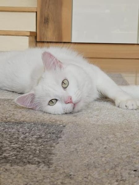 Miila Türkisch Angora Katze sucht!
