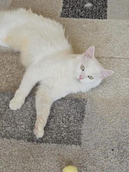 Miila Türkisch Angora Katze sucht!