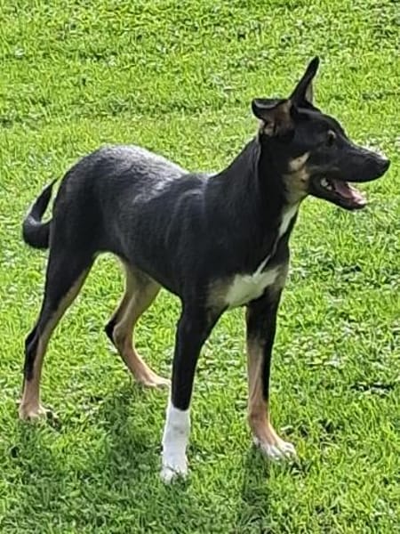 Maya wartet in 97513 Michelau