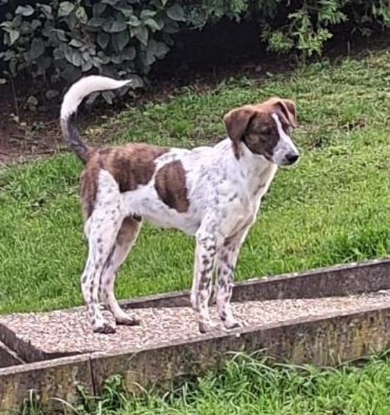 Spike wartet in 97513 Michelau