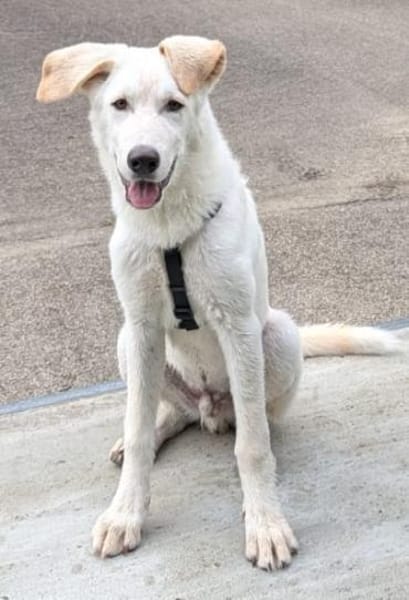 Carlo, geb. ca. 03/2025, 87763 Lautrach