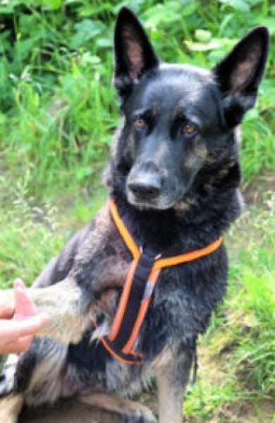 ELISA - bildhübsche Wasserratte