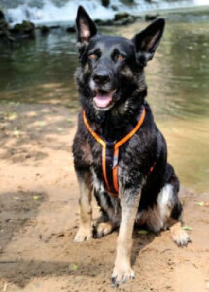 ELISA - bildhübsche Wasserratte