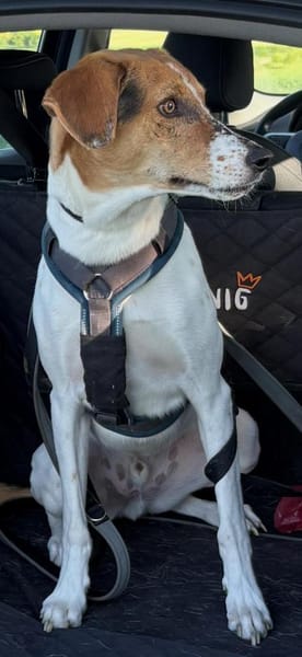 🌟 Cody - sensibler Junghund sucht dich