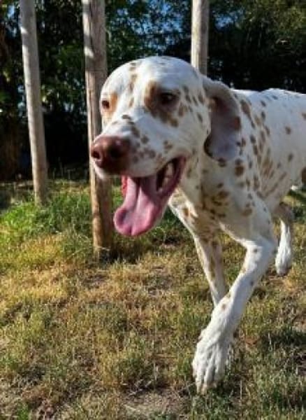 Charlie sucht Pflegestelle/Zuhause