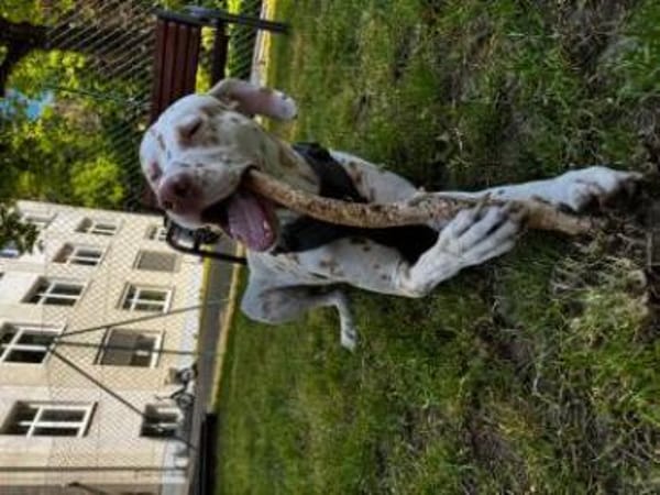 Charlie sucht Pflegestelle/Zuhause