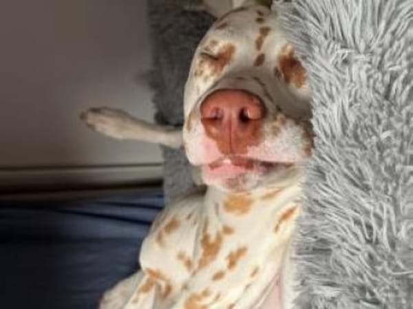 Charlie sucht Pflegestelle/Zuhause