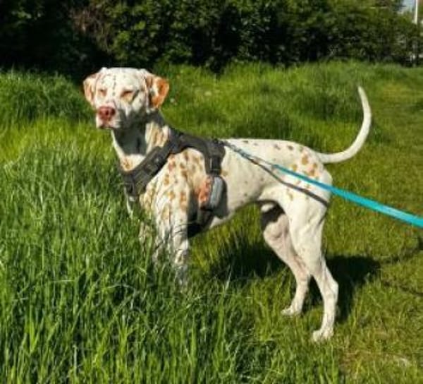 Charlie sucht Pflegestelle/Zuhause