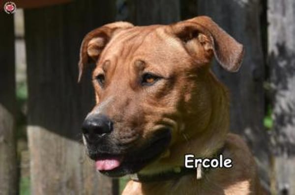 ERCOLE