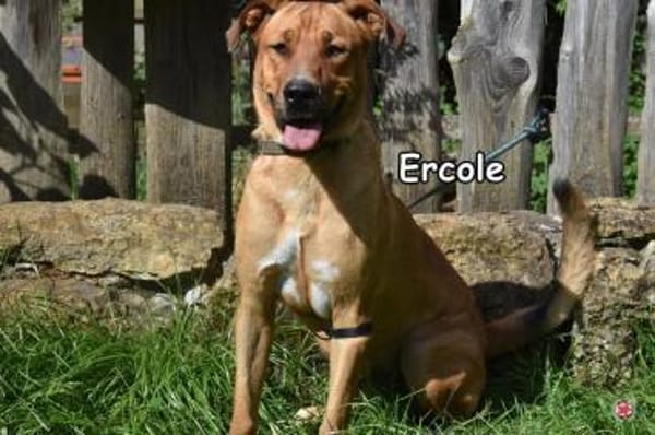 ERCOLE