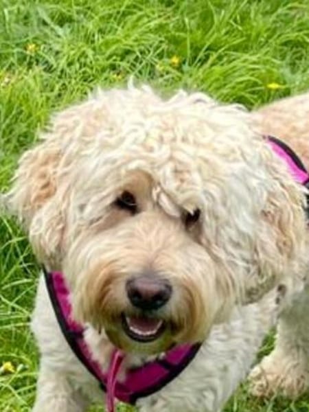 Gina-Golden Doodle will ein neues Leben