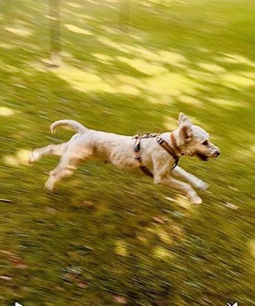 Gina-Golden Doodle will ein neues Leben