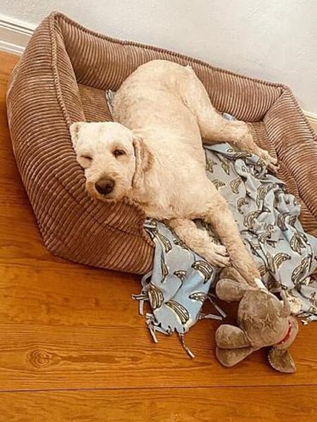 Gina-Golden Doodle will ein neues Leben