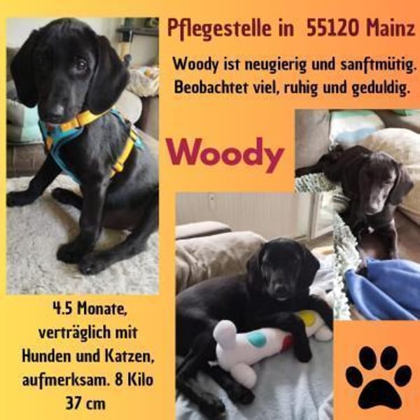 💙Woody💙sucht seine Familie